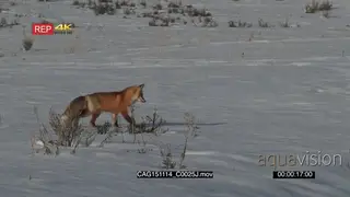 Red Fox stalking and hunting Jumps to catch prey on prairie LS PAN