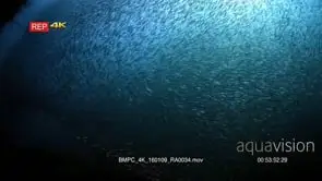 A silhouette of a large bait ball of Anchovies.