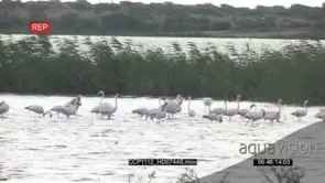A Flock of flamingos Standing in the water fishing while the other flock flies away.