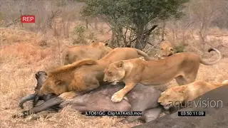 Lion pride takedown kill Buffalo cow female and calf AmCam DRY MS