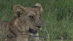 Young Lion cub Laying down looking around the field GREEN