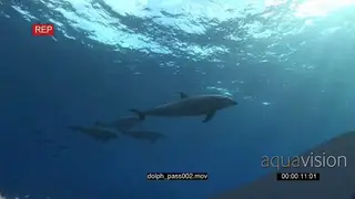 Indo-Pacific Bottlenose Dolphins swimming underwater in ocean with Black Triggerfishes…