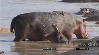 Hippo pod social behaviour resting yawning bull aggressive intimidation behaviour towards.