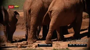 African Elephant Herd Walking and Gather on the Riverbank GENERAL BEHAVIOR
