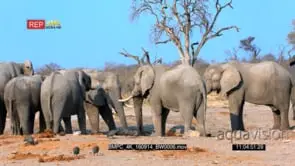 African Elephant herd drinking water while guinea fowls sift through elephant dung.