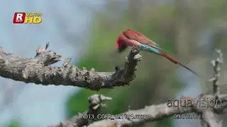 Southern carmine bee-eater hunts on the wing,returns to the perch and removes the insects.