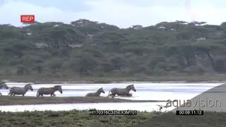 A Zebra Dazzle Running Crossing the River into the Bushveld LWS