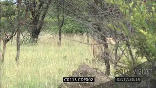 Lioness and Male Lion stalking Hunting herd of Impala MS