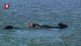 Adult Sea Otter floating above the water surface and sharing marine food with a pub.