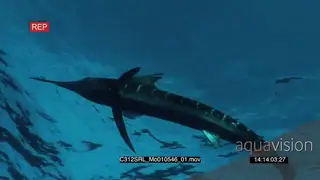 Marlin sailfish and Seals feeding on bait ball in the deep blue ocean.