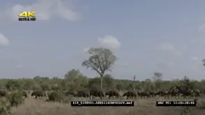 Cape Buffalo herd walking in African bushveld