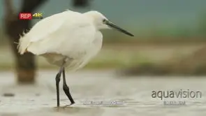 Little egret standing inside water fishing