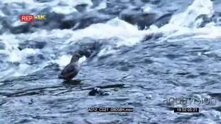 Dipper walking on rocks in flowing river and drinking water LS PAN