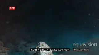 Large school swarm of Krill