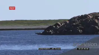 Polar bear scouting around walking down boulders into water swimming away
