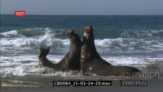 Two Northern elephant seal bulls fighting over territory and harem