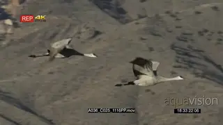 A pair of Sandhill Cranes in flight. midday, PAN.