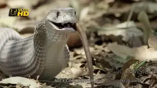Black mamba feeding on a rat during daytime.