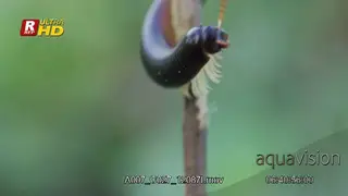 Millepede crawling and sense its way around by using its antenna.