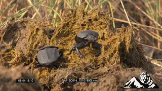 2 Dung beetles on dung feeding on dung ZO the rest of the dung beetles around the dung.