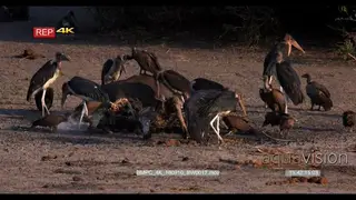 Flocks of vulture s and marabou stocks feeding on buffalo carcass MS