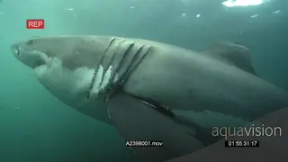 Great White Shark gently swimming around underwater in ocean passing camera HAND