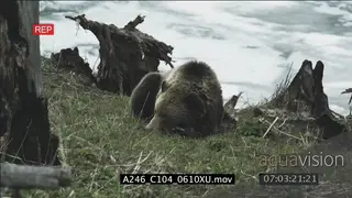 Grizzly Bear looking around and resting on grass by Yellowstone Lake MLS