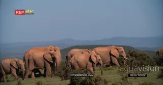 African Elephant Herd Walking and Grazing on the Savannah GENERAL BEHAVIOR