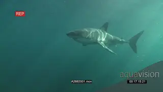 Great White Shark and Strepie swimming underwater in ocean passing by camera UW PAN HAND