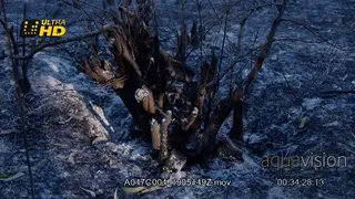 Charcoal production and fire cleared farm land help fields to be ready for seeding for.