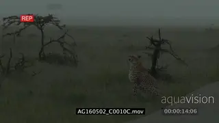 Cheetah (Acinonyx jubatus) sitting in high grass scouting and looking off frame while.