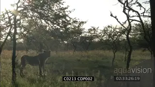 Lioness standing looking for prey in good LIGHT MS