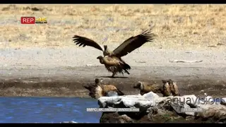 White-backed vulture comes in to land next to the rest of the flock who are bathing and.