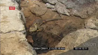 Galapagos Marine iguana eating dead sea lion carcass on Island rocks