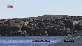 Polar bear swimming in ocean seen from a distance boulders in BG