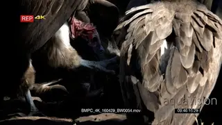 A Large Flock of Vultures feeding and pulling on Kudu kill. Medium Close-Up.