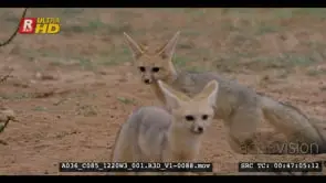 Close tracking shot of two juvenile cape foxes coming out of burrow after the rain.