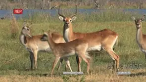 Herd of Red Lechwe standing and looking around MWS