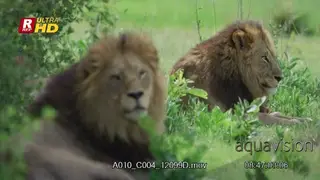 Two African Male Lion laying down, resting and looking towards the camera.