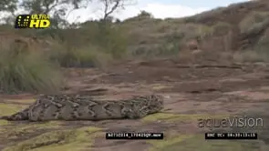 Puff Adder snake basking on a rocky outcrop MS