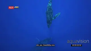 Humpback whale young calf swim down to mother.