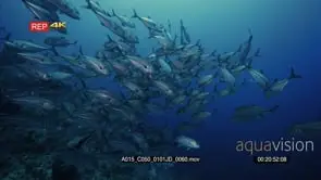 Close up shot of large school of bigeye trevally, bigeye jacks