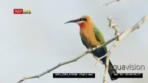 White-fronted bee-eater perched on branch