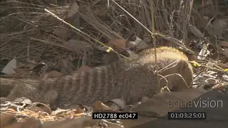 Banded Mongeese standing walking and searching on bushveld MLS ZI MS PAN