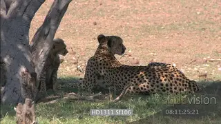Cheetah mother with young cubs under tree shade looking around eating grass resting