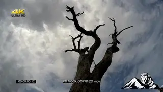 Low- Angle Time Lapse, Sky with moving clouds.