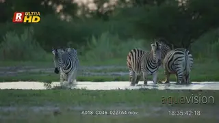 Plain Zebra walking, wading, looking around and towards the camera.