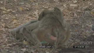 Chacma baboon walking on bushveld toward another baboon then Start fighting LS PAN ZI MLS