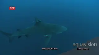 Bull Shark with Remora Fish swimming underwater in ocean then turning back UW