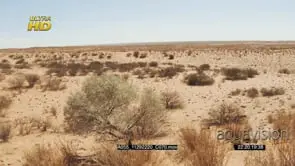 LWS Desert Tress and Plants